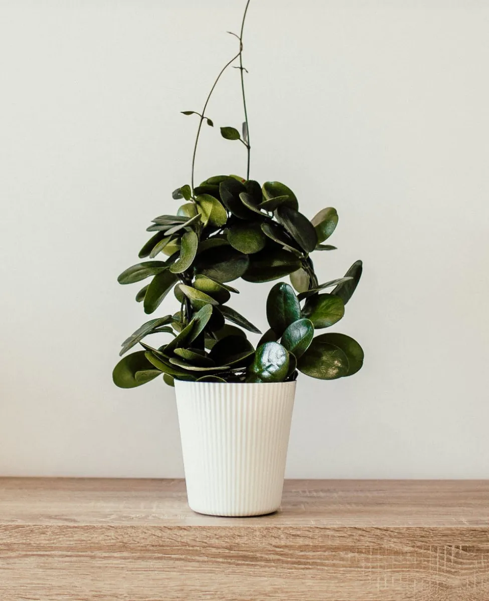 Services (blocksy) 1 services plant image optimized